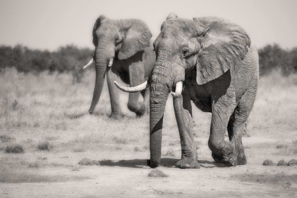 Twin Elephants von Alessandro Catta