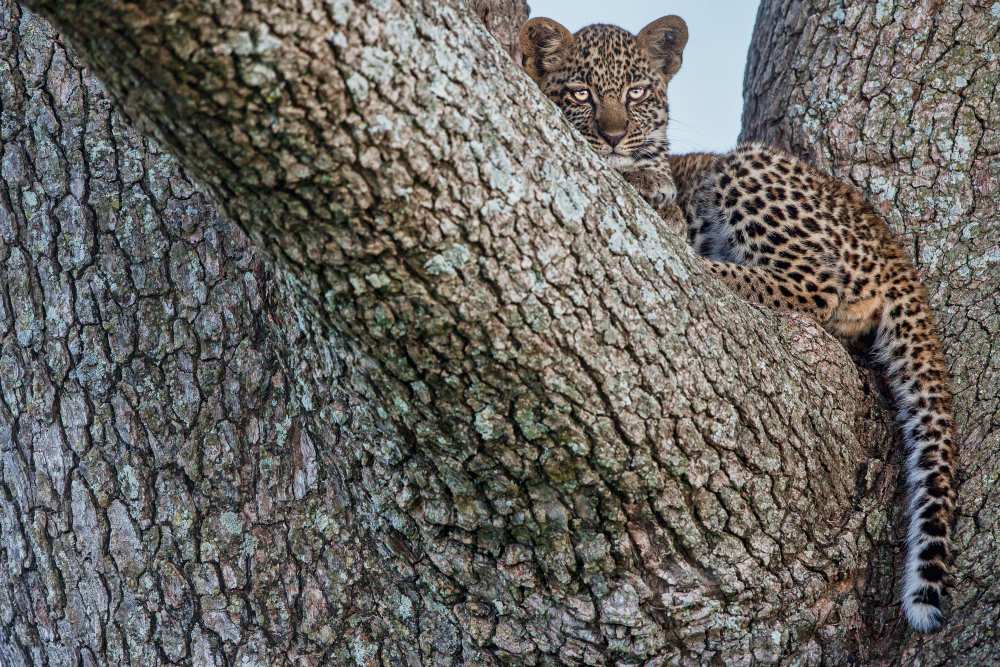 Young Leopard von Alessandro Catta