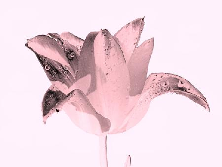 crystal pink flower 2019