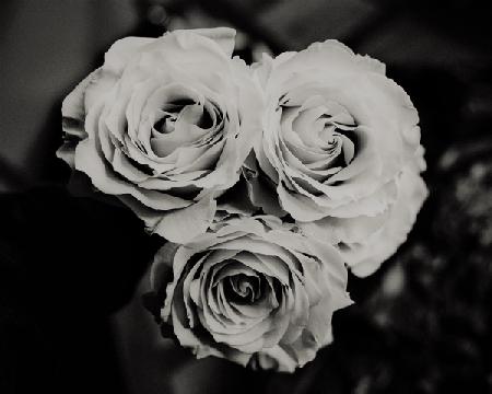 three roses 2019