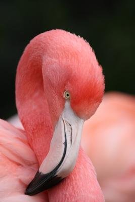 Flamingo von Alexander Kautz
