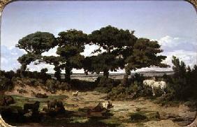 The Oaks of Kertregonnec c.1869-70