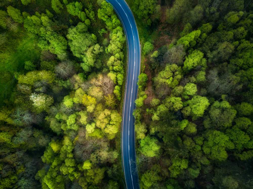 Road in the forest von Alfonso Maseda Varela