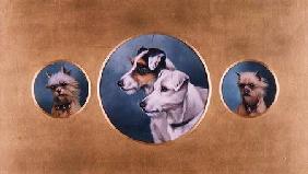 Fox Terriers and Yorkshire Terriers 1905