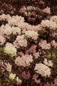 Rhododendron-Blüten von Alfrida Vilhelmine Ludovica Baadsgaard