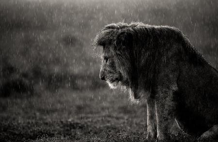 Der traurige Löwe
