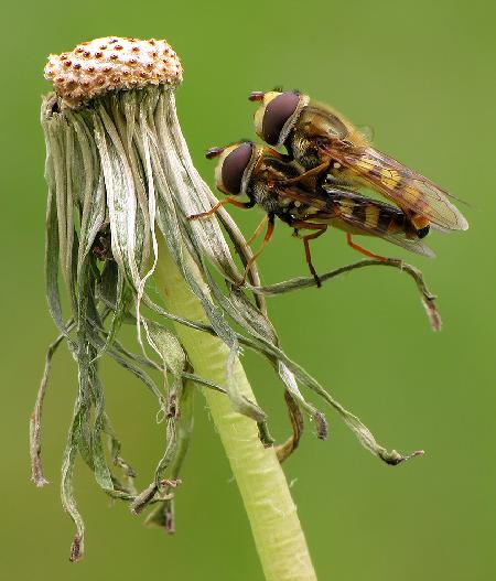 Paar Syrphidae