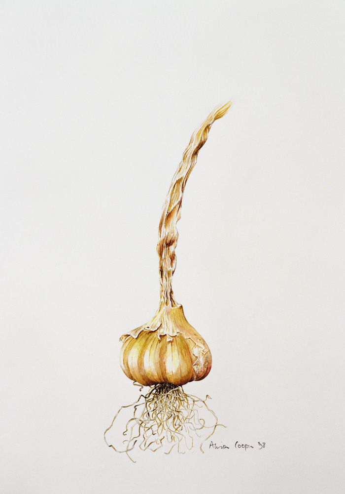 Onion von Alison  Cooper