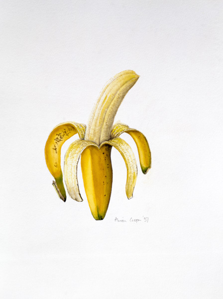 A Half-peeled Banana, 1997 (w/c on paper)  von Alison  Cooper