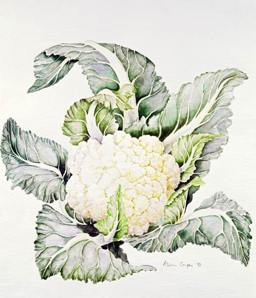 Cauliflower Study von Alison  Cooper