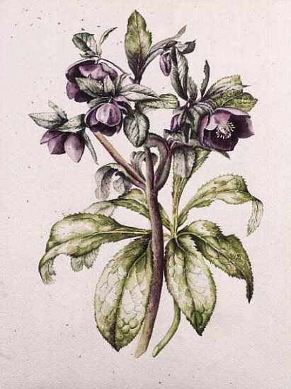 Helleborus Orientalis from Helen Ballard (dark purple flowers)  von Alison  Cooper