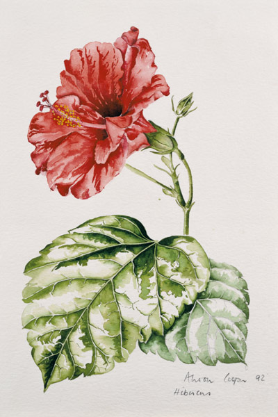 Hibiscus (crimson) von Alison  Cooper