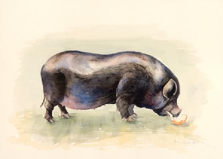 Italian Black Pig 2014