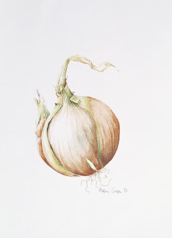 Onion Study, 1993 (w/c)  von Alison  Cooper
