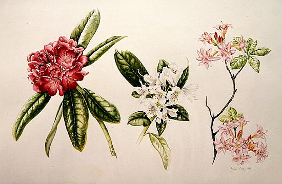 Rhododendron von Alison  Cooper
