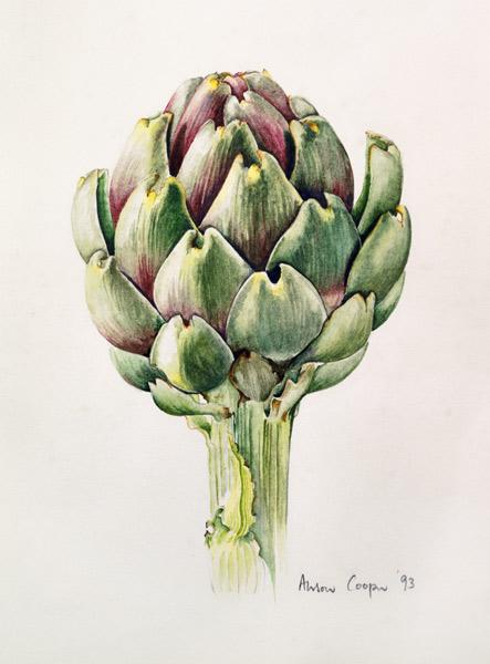 Artichoke Study, 1993 (w/c) 