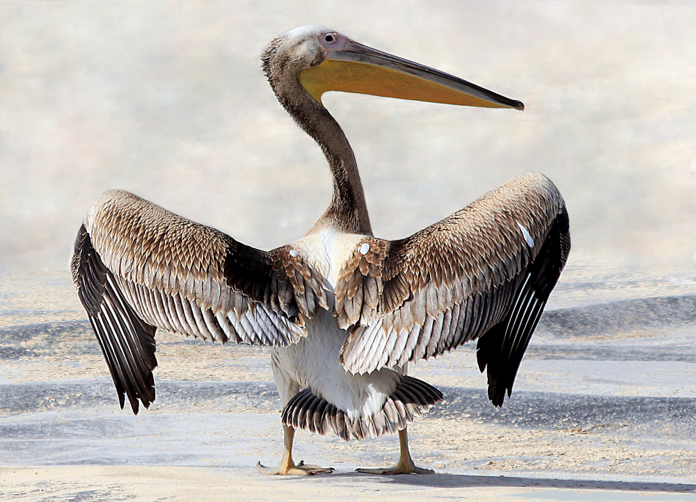Flügelspannweite des Pelikans von Aliza Riza
