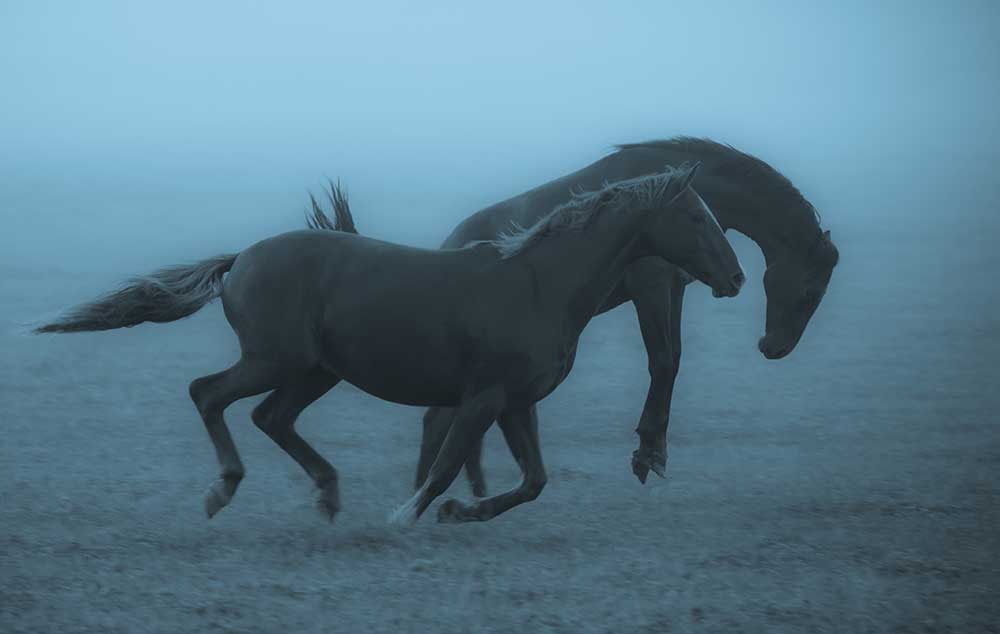 Pferde im Nebel von Allan Wallberg