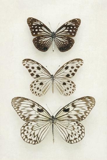 Drei neutrale Schmetterlinge