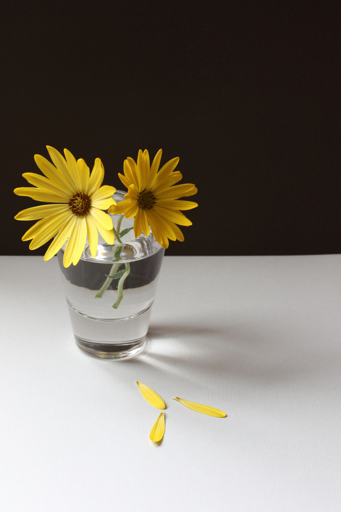 Gelbes Gänseblümchen-Stillleben von Alyson Fennell