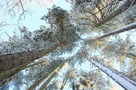 Hohe Kiefern,Schnee,goldenes Leuchten