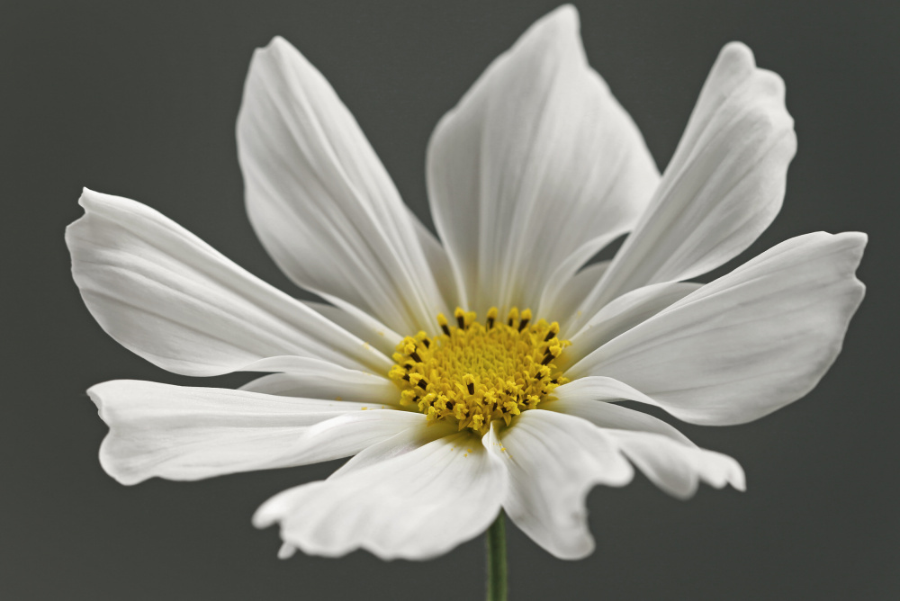 Kosmos-Blume von Alyson Fennell