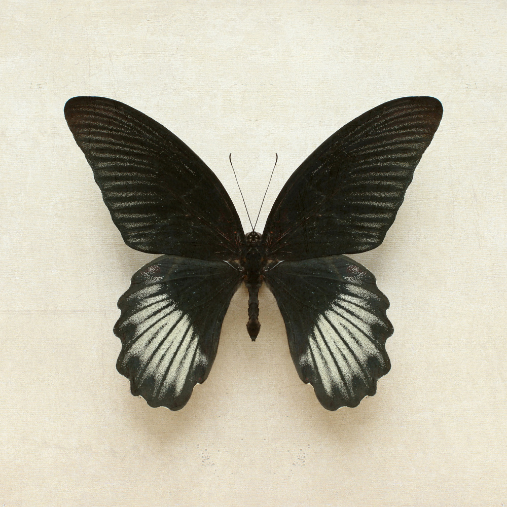 Schwarzer Mormonen-Schmetterlingsplatz von Alyson Fennell