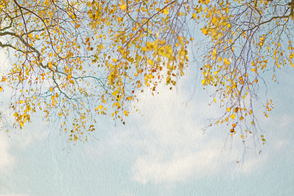 Silberbirkenblätter am blauen Himmel von Alyson Fennell