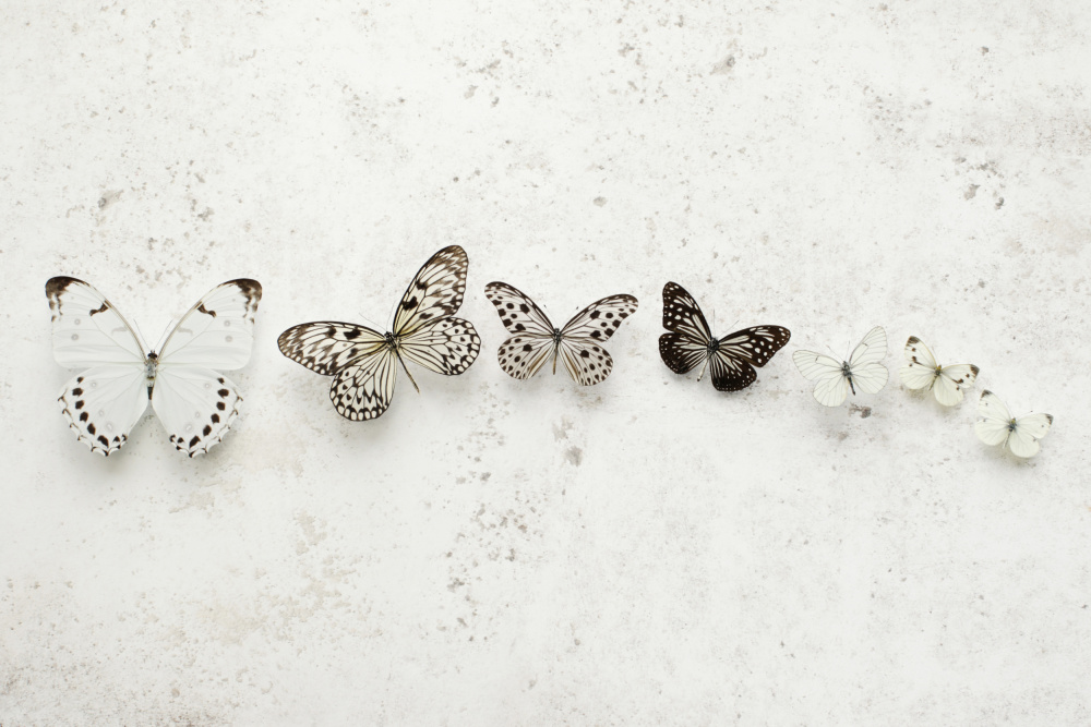 Tanzende gesprenkelte Schmetterlinge von Alyson Fennell