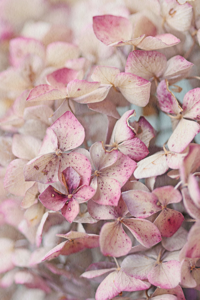 Vintage rosa Hortensienblütenblätter von Alyson Fennell