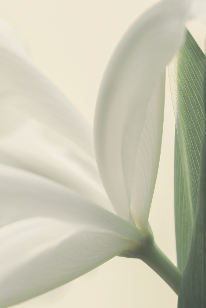Weiße Irisblume von Alyson Fennell