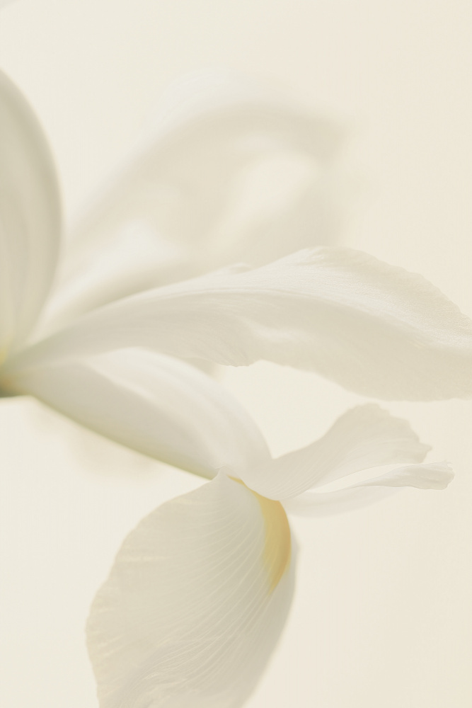 Weiße Irisblume aus nächster Nähe von Alyson Fennell