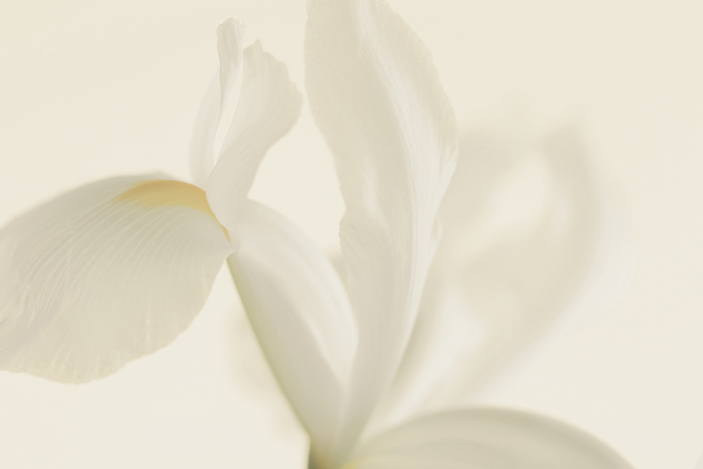 Weiße Irisblume aus nächster Nähe von Alyson Fennell