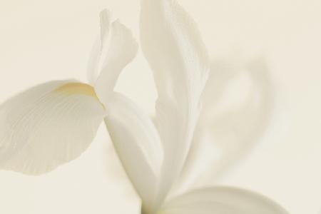 Weiße Irisblume aus nächster Nähe