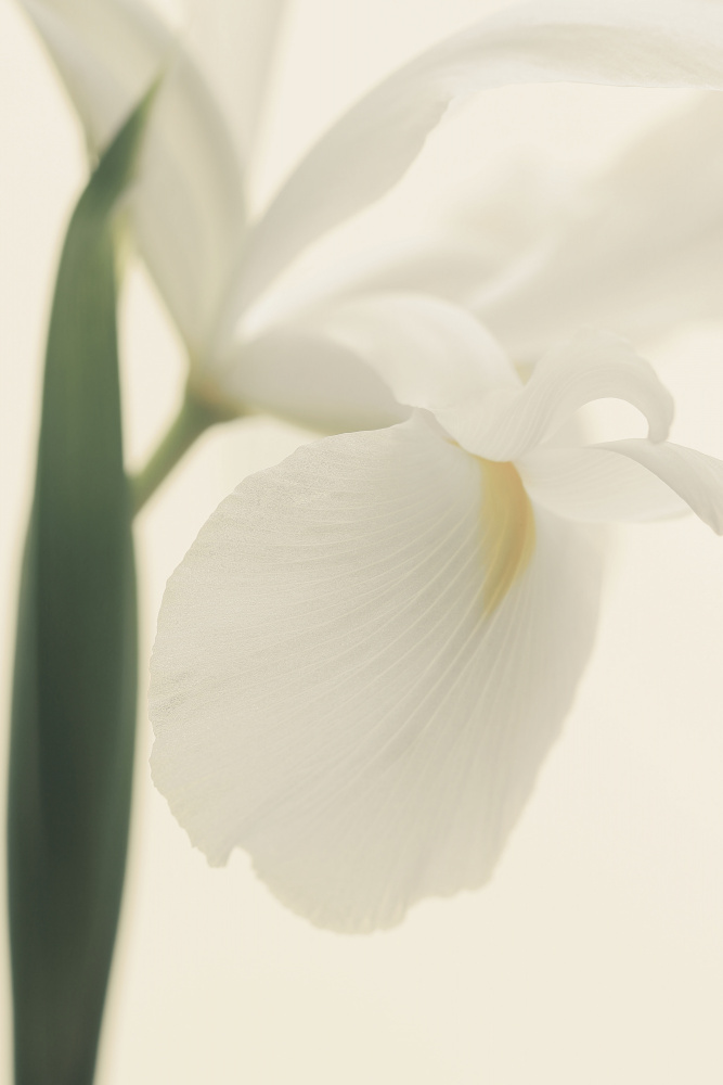 Weiße Irisblume Ii Pictufy von Alyson Fennell