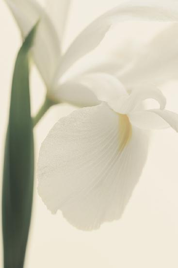 Weiße Irisblume Ii Pictufy