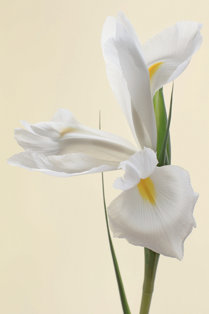 Weißes Irisblumenporträt von Alyson Fennell