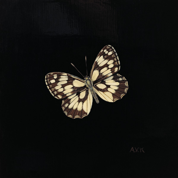 Marbled white butterfly von  Amelia  Kleiser