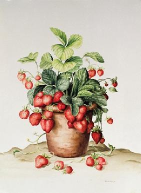Strawberries in a pot