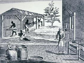 The cultivation of tobacco in Colonial America (engraving) 19th