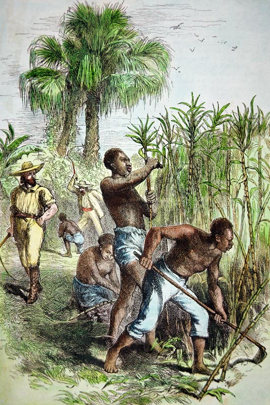 Slaves working a sugar field, c.1860 (coloured engraving) von American School, (19th century)