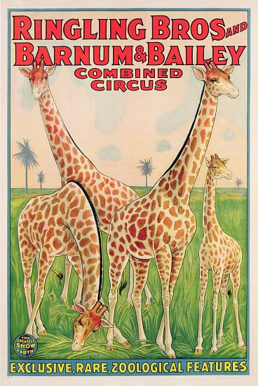 Poster advertising Ringling Bros and Barnum & Bailey Combined Circus von American School, (20th century)