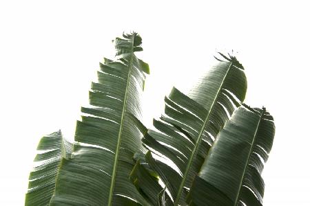 Bananenblätter-Laubfoto