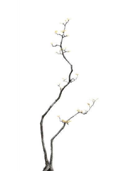 Bonsai-Baum 03