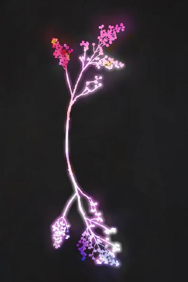 Floreszenz-Fuchsia-Blumen