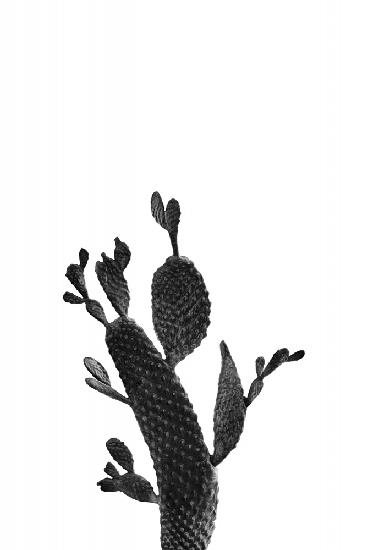 Kaktus Schwarz und Weiß 02