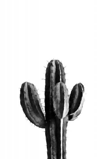 Kaktus Schwarz und Weiß 03