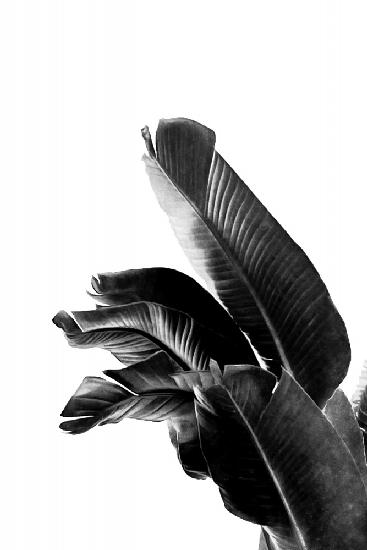 Paradiesvogelpflanze Schwarz und Weiß 01