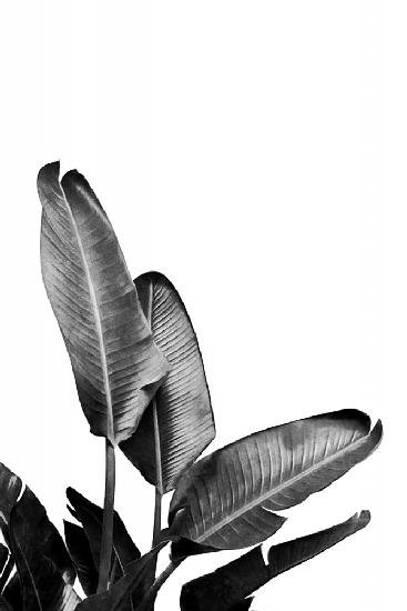 Paradiesvogelpflanze Schwarz und Weiß 03