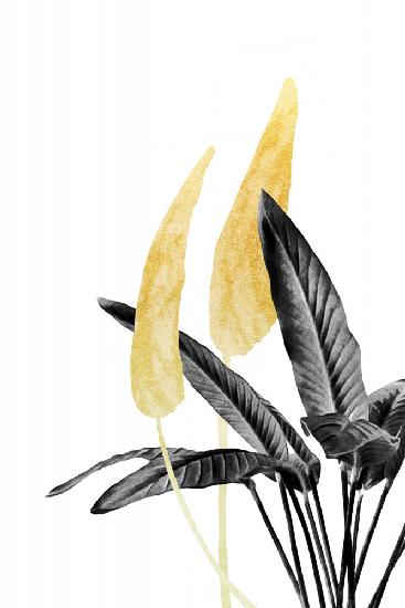 Paradiesvogelpflanze Schwarz,Weiß und Gold 01
